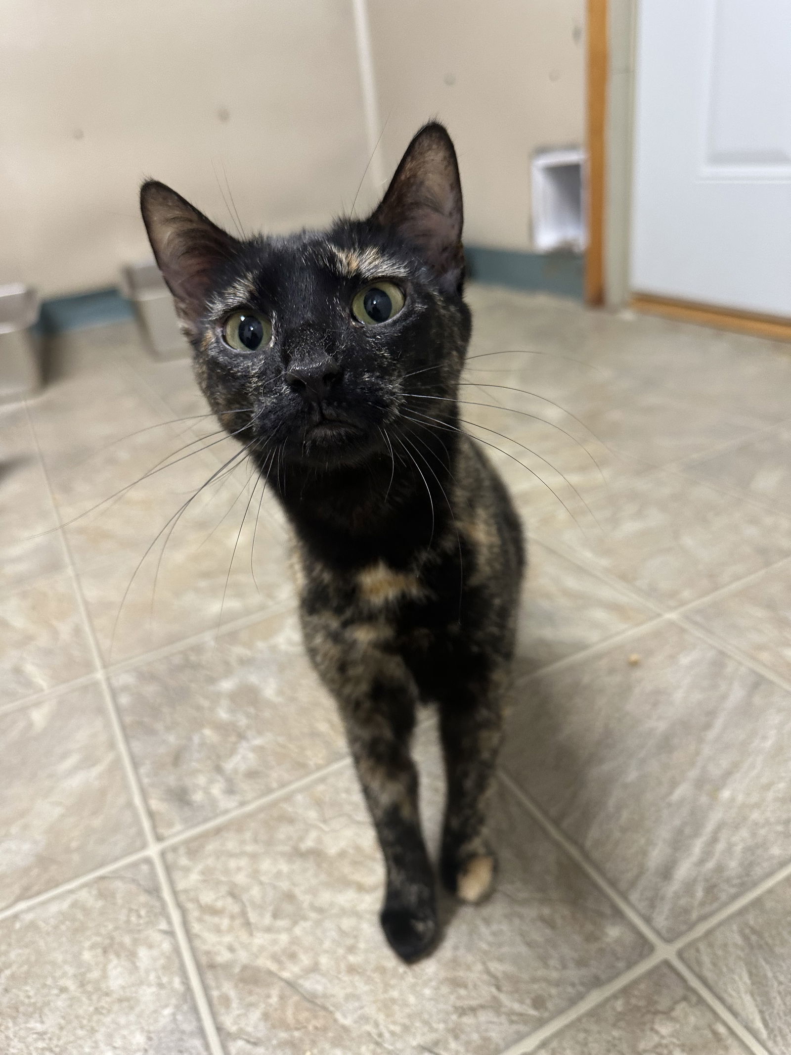 Truffles, an adoptable Tortoiseshell in Stover, MO, 65078 | Photo Image 2
