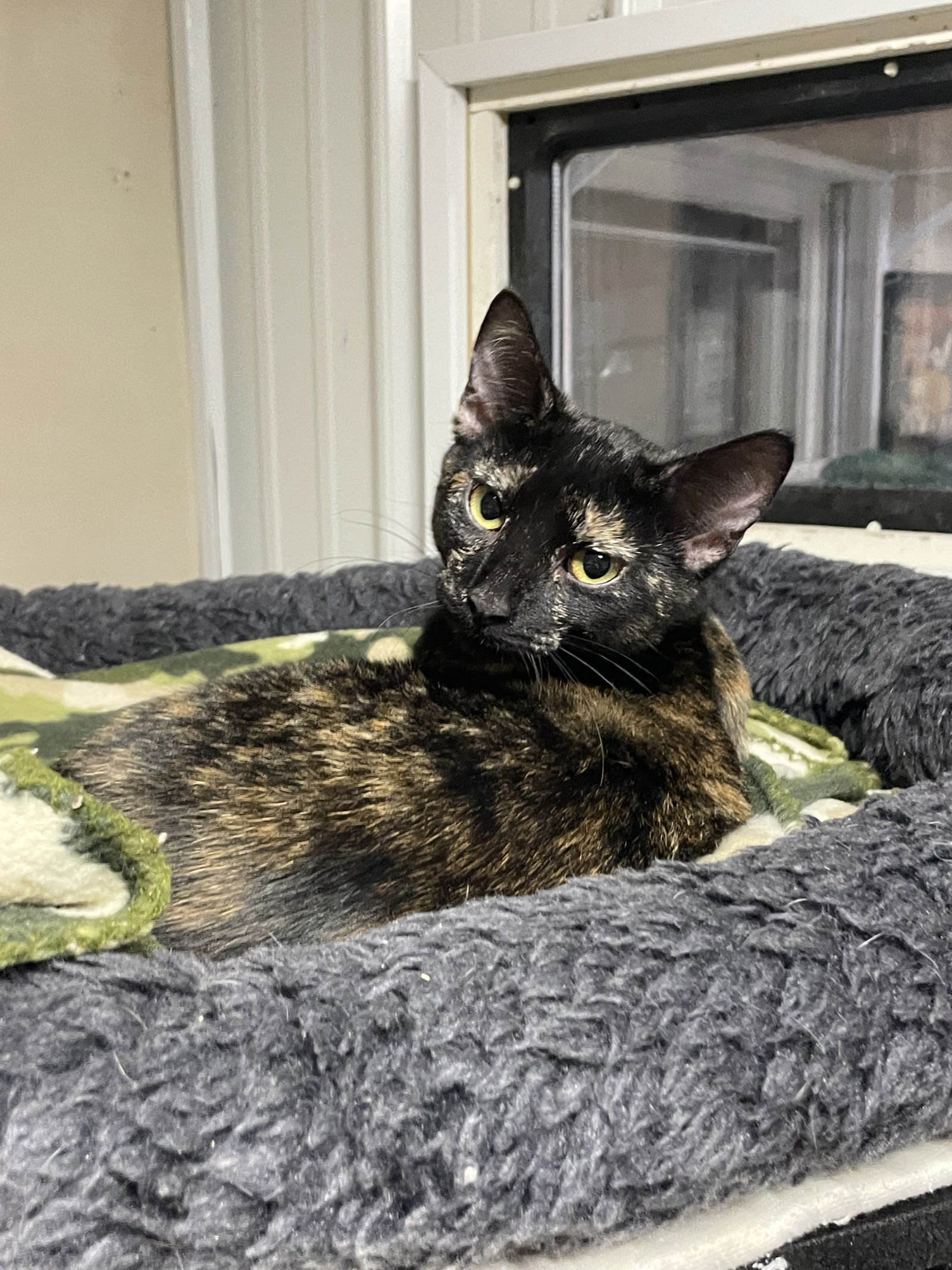 Truffles, an adoptable Tortoiseshell in Stover, MO, 65078 | Photo Image 3