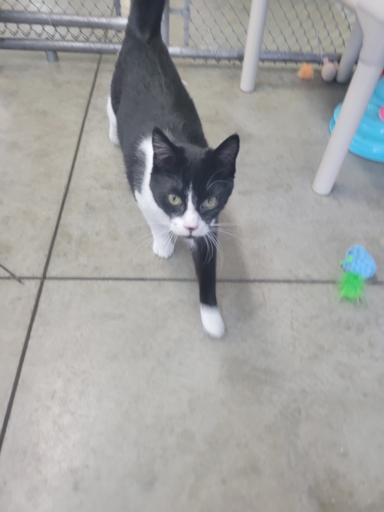 Mr. Cattee