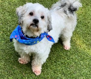 Meet Doobie Doobie is a distinguished gentleman looking for the perfect retirement home Hes a 10i