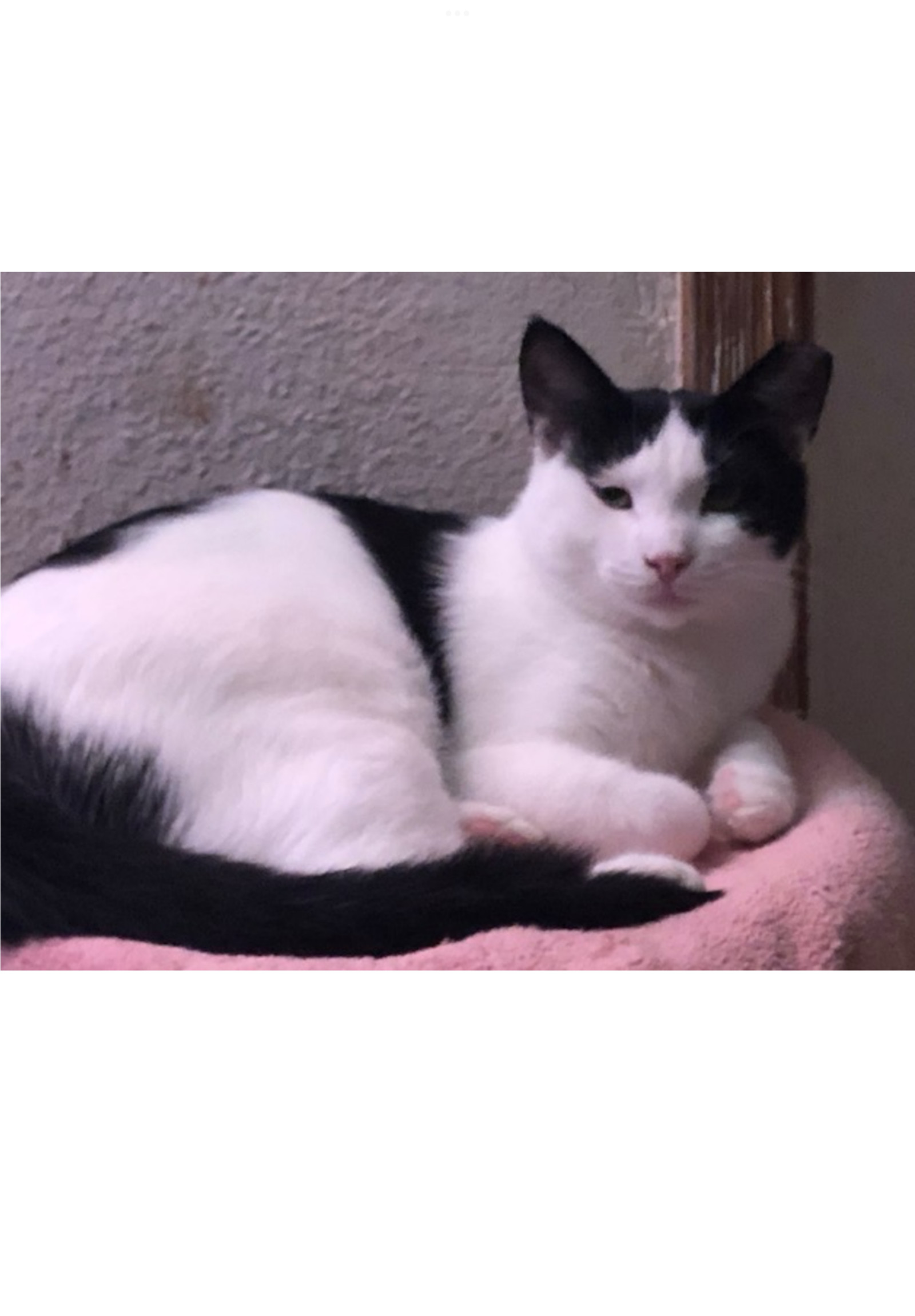 Frankie - Courtesy Post