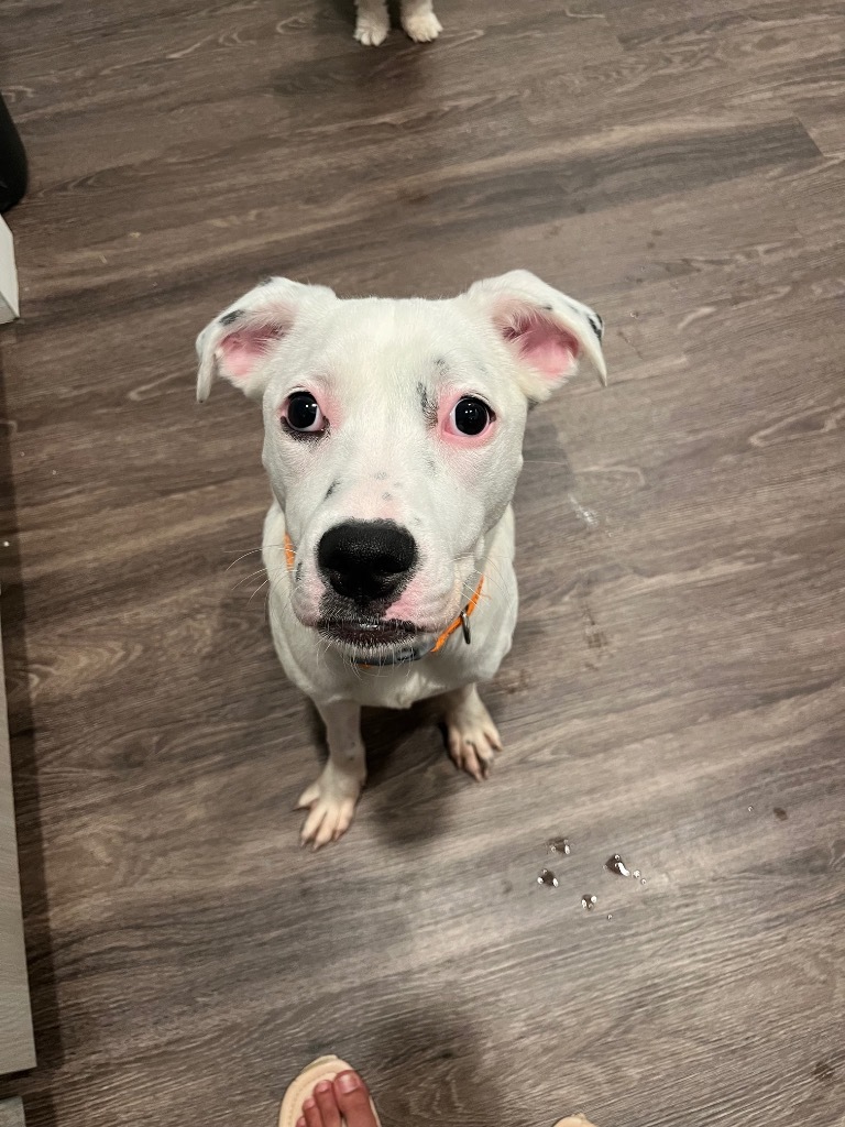 Coco Pepper