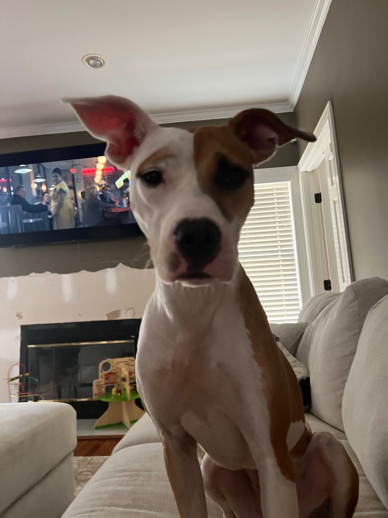Bree