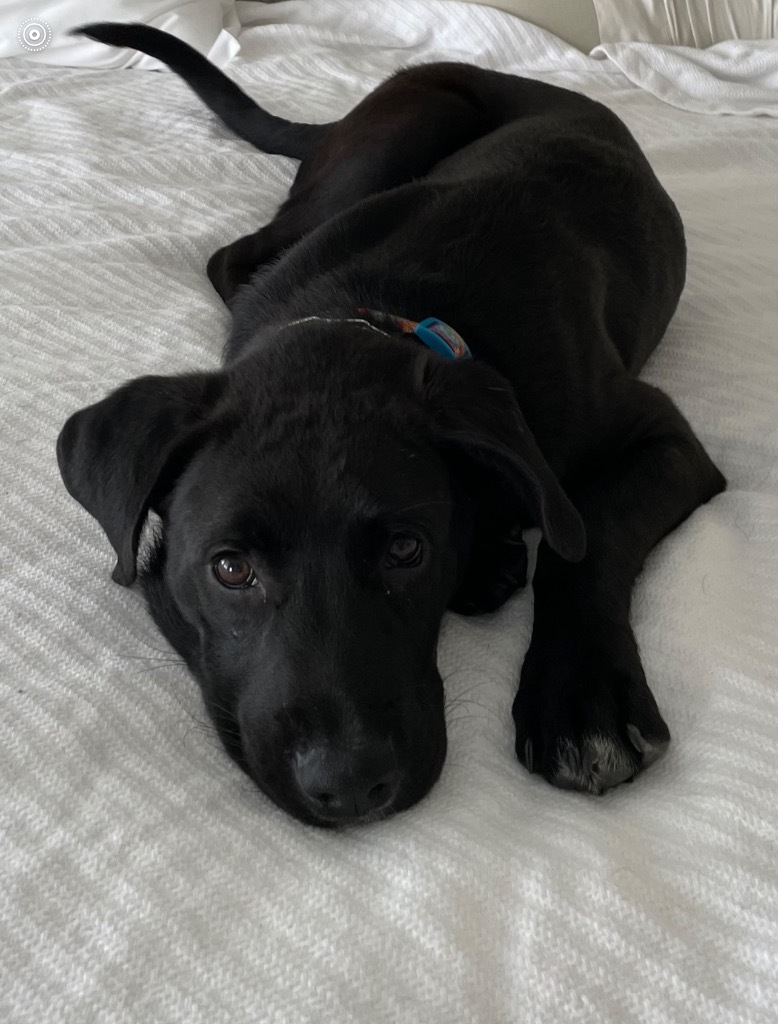 Bruiser