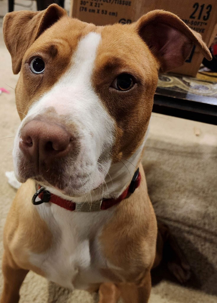 Penelope