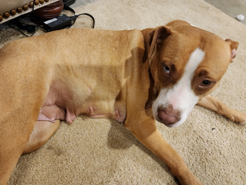 Penelope
