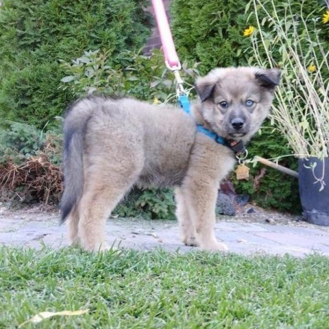 Captain, an adoptable Pomeranian, Husky in Idaho Falls, ID, 83405 | Photo Image 1