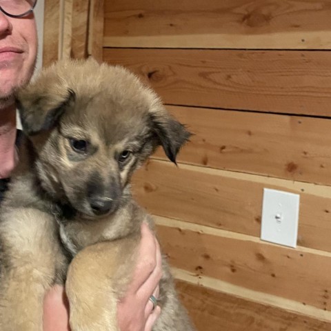 Captain, an adoptable Pomeranian, Husky in Idaho Falls, ID, 83405 | Photo Image 2