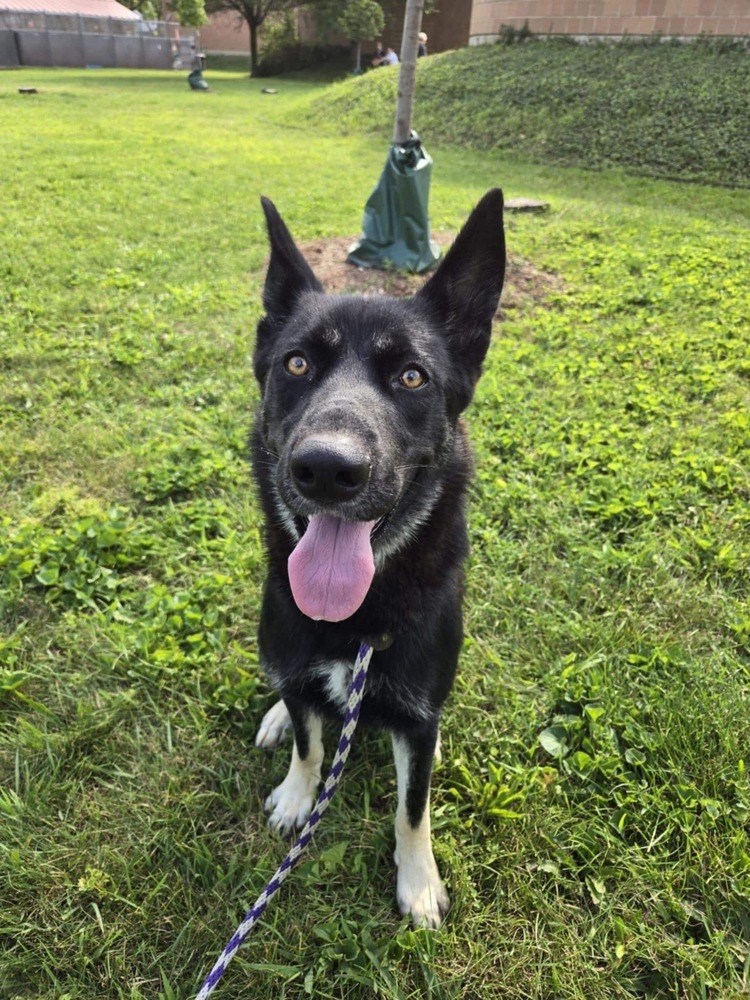 Pumpkin Spice, an adoptable German Shepherd Dog, Husky in Suamico, WI, 54173 | Photo Image 1