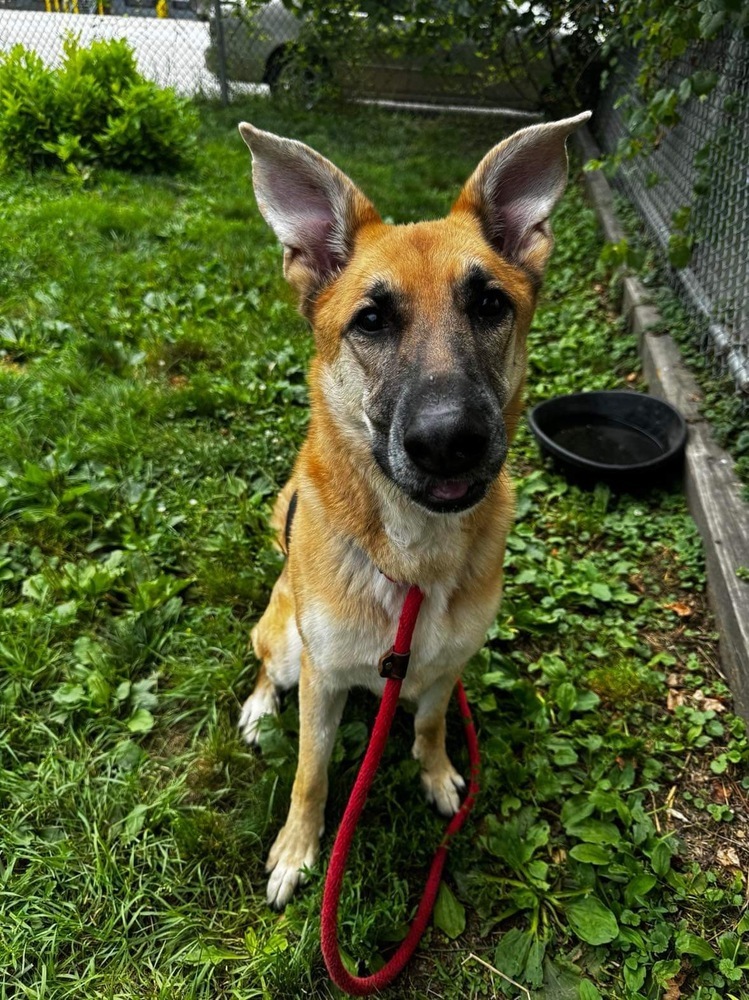 Bluma, an adoptable German Shepherd Dog in Suamico, WI, 54173 | Photo Image 1