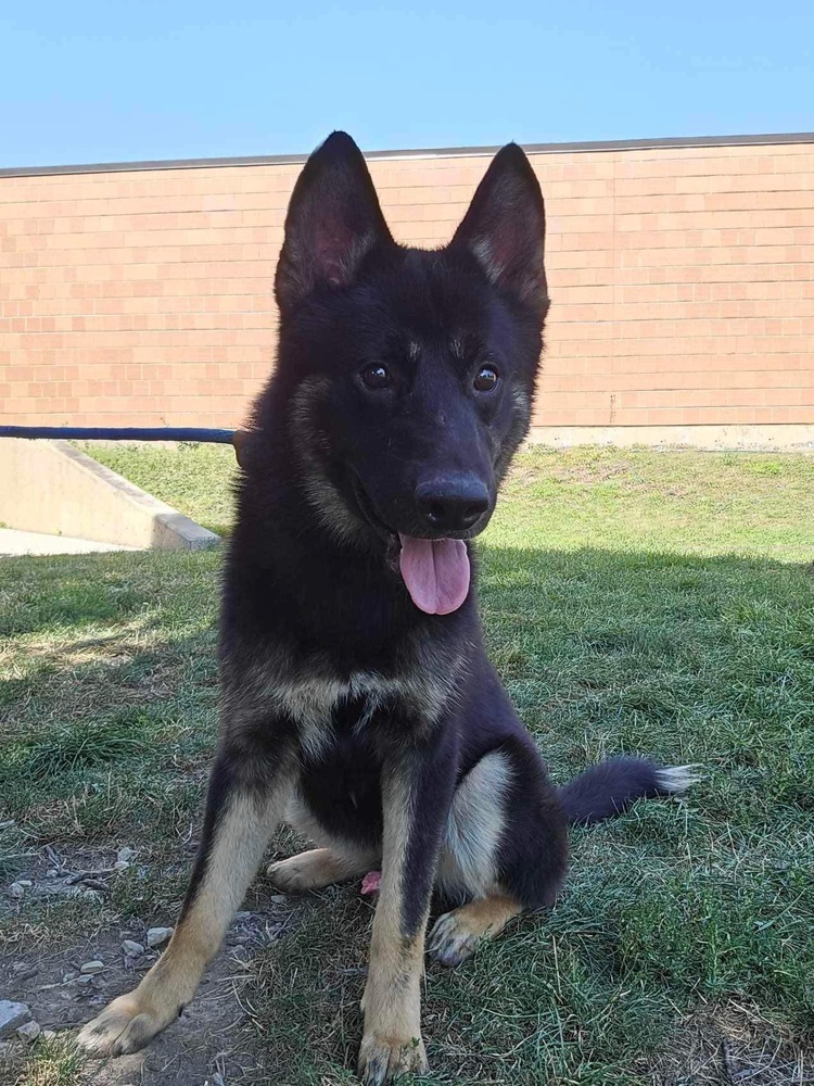 Fritz, an adoptable German Shepherd Dog in Suamico, WI, 54173 | Photo Image 1