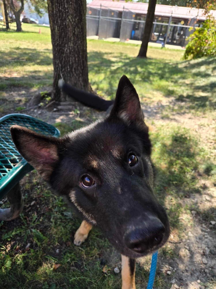 Fritz, an adoptable German Shepherd Dog in Suamico, WI, 54173 | Photo Image 2