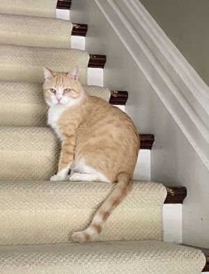 Clancy, Young Male Domestic Short Hair