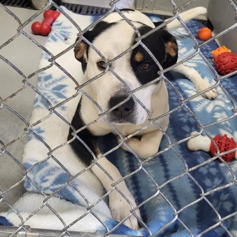 24-029/BUDDY, an adoptable Pit Bull Terrier in Tawas City, MI, 48763 | Photo Image 1