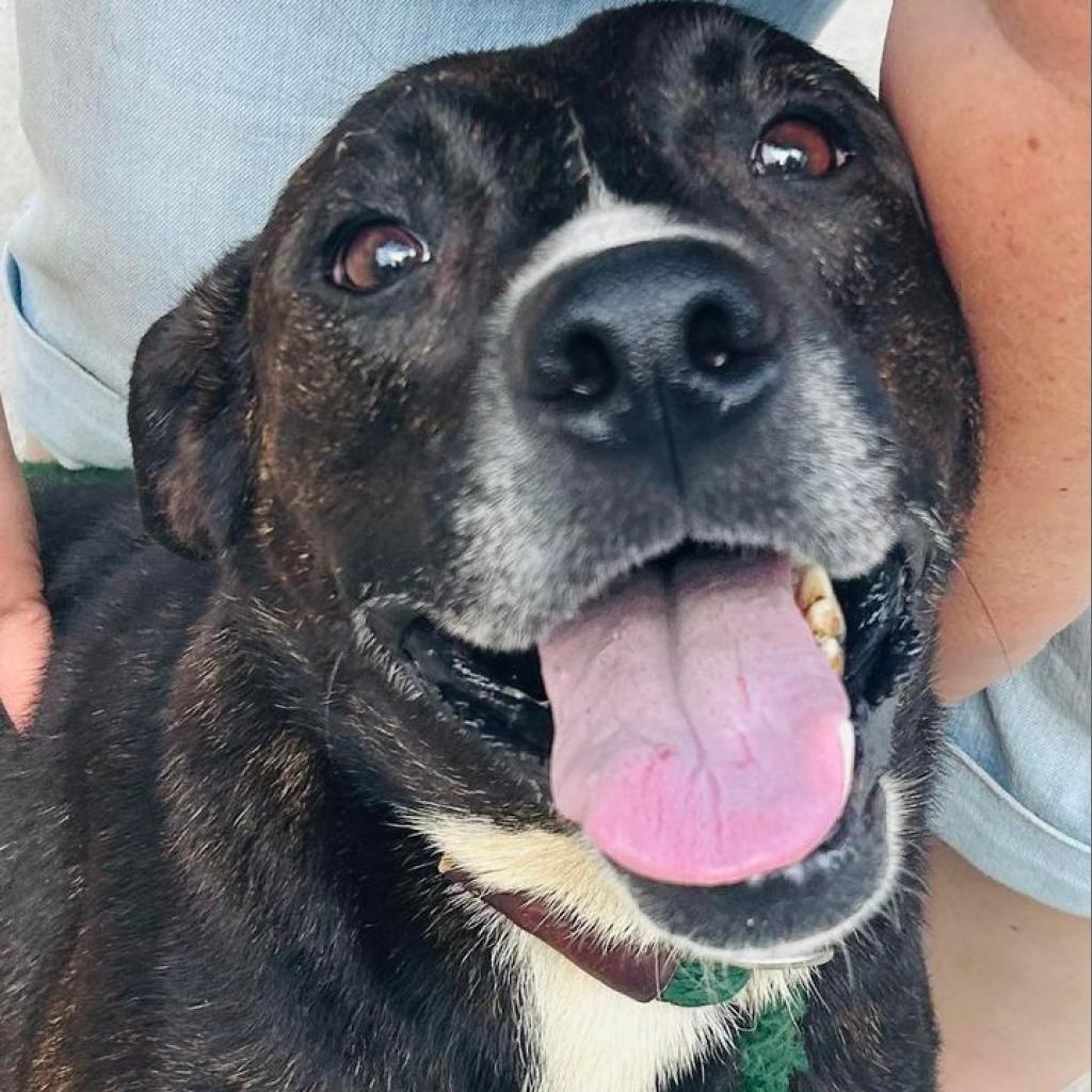 24-073/Louise, an adoptable Husky, Pit Bull Terrier in Tawas City, MI, 48763 | Photo Image 1