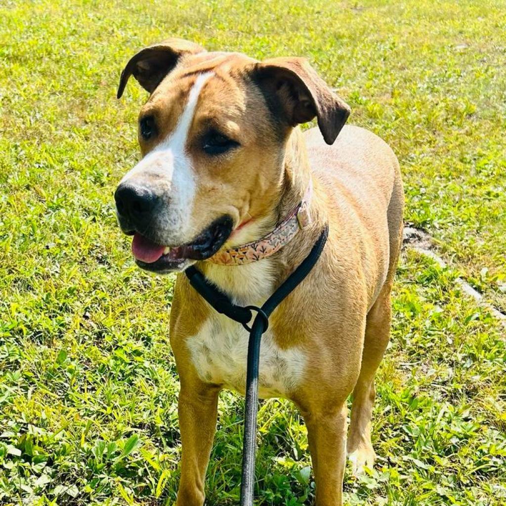 24-072/Thelma, an adoptable Husky, Pit Bull Terrier in Tawas City, MI, 48763 | Photo Image 1