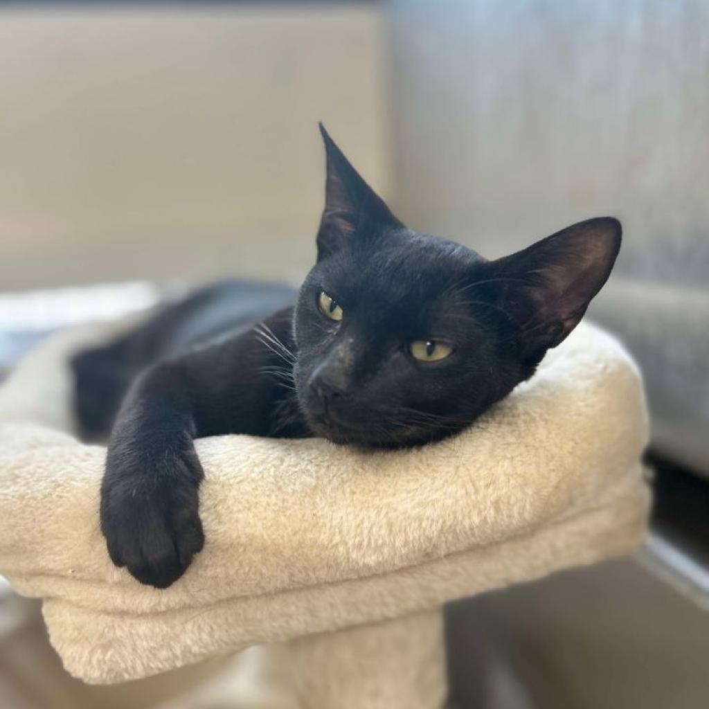 Coco, an adoptable Domestic Short Hair in Donalsonville, GA, 39845 | Photo Image 1
