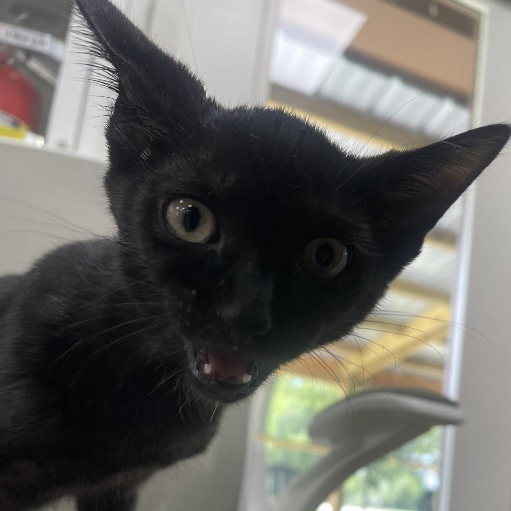 Coco, an adoptable Domestic Short Hair in Donalsonville, GA, 39845 | Photo Image 2