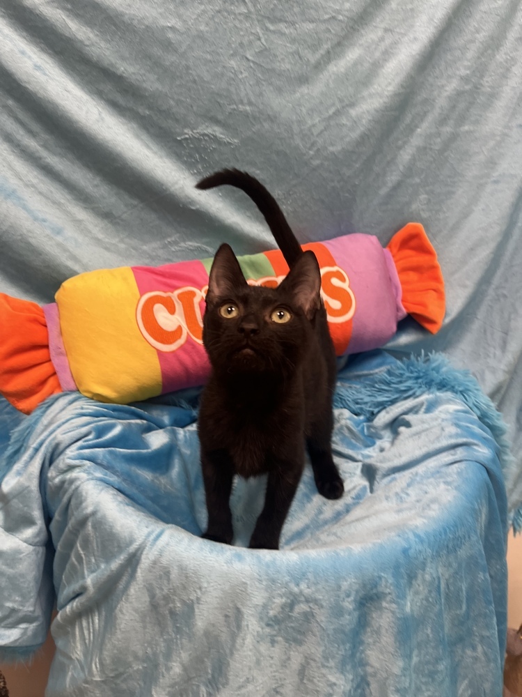 Mick, an adoptable Domestic Short Hair, Havana in Calimesa, CA, 92320 | Photo Image 2