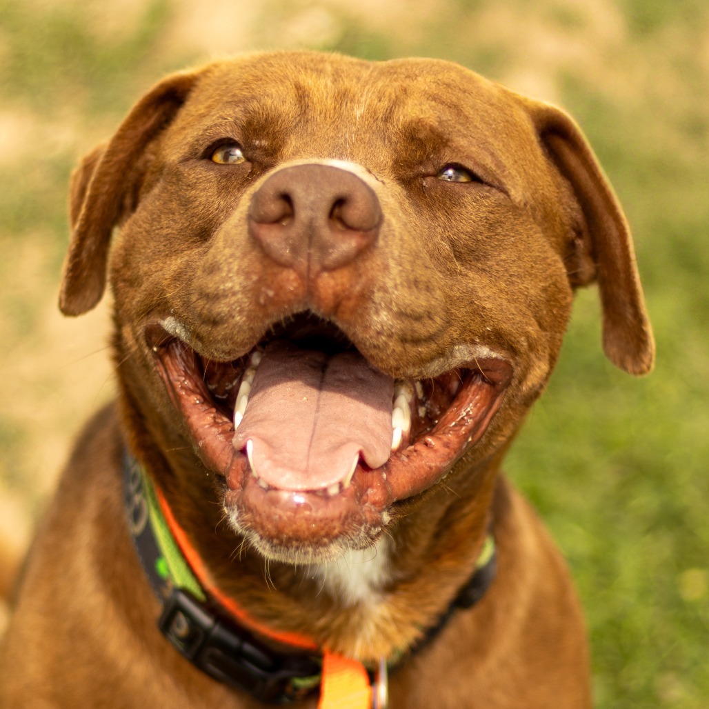 Luckey, an adoptable Pit Bull Terrier in Grinnell, IA, 50112 | Photo Image 1