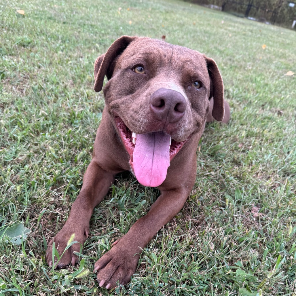 Luckey, an adoptable Pit Bull Terrier in Grinnell, IA, 50112 | Photo Image 1