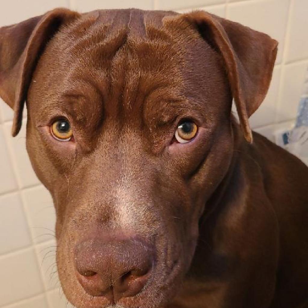 Luckey, an adoptable Pit Bull Terrier in Grinnell, IA, 50112 | Photo Image 2