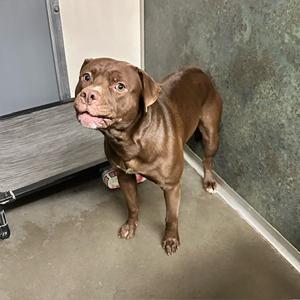 Luckey, an adoptable Pit Bull Terrier in Grinnell, IA, 50112 | Photo Image 3