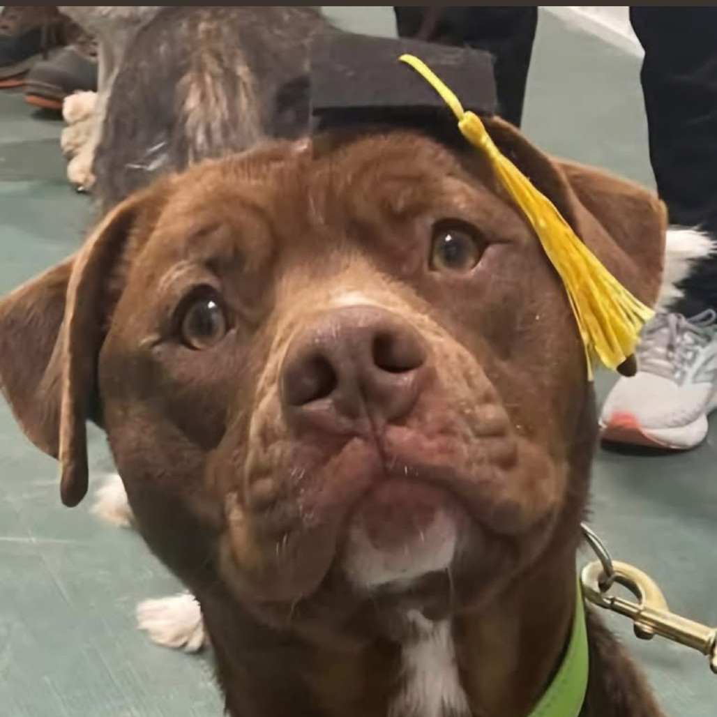 Luckey, an adoptable Pit Bull Terrier in Grinnell, IA, 50112 | Photo Image 4