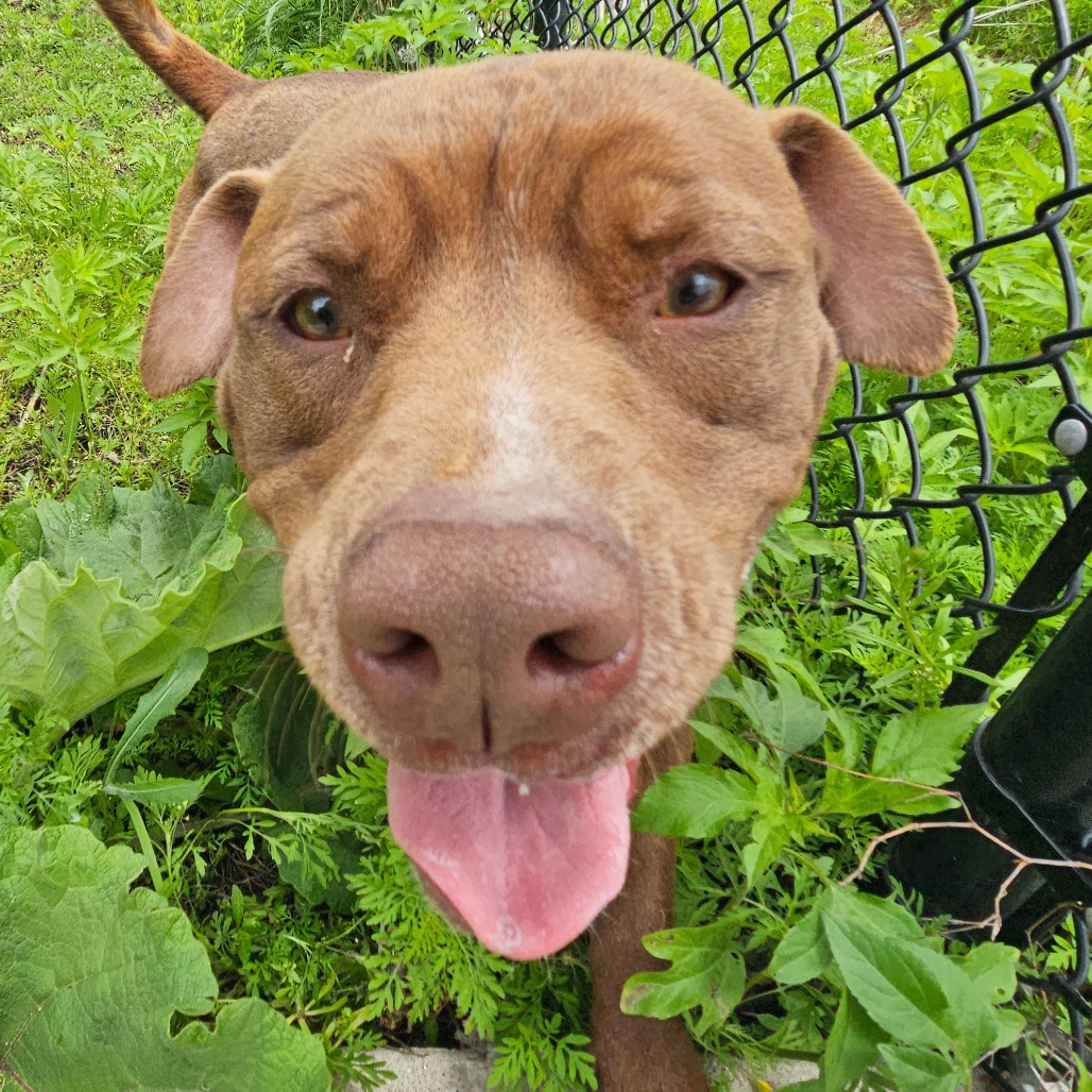 Luckey, an adoptable Pit Bull Terrier in Grinnell, IA, 50112 | Photo Image 5