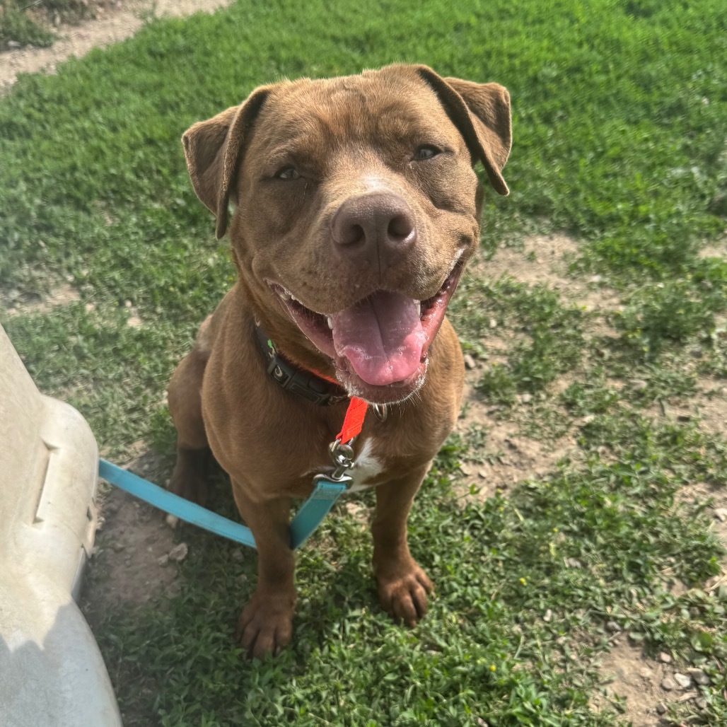 Luckey, an adoptable Pit Bull Terrier in Grinnell, IA, 50112 | Photo Image 6