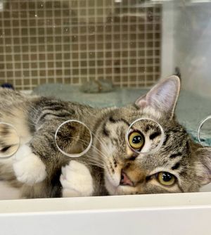 Jordan, Baby Female Tabby