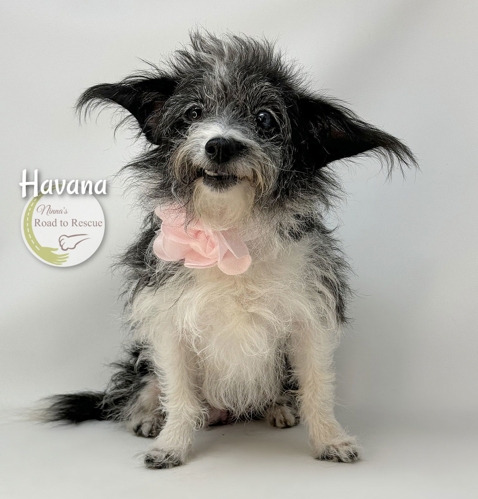 Havana, an adoptable Papillon, Jack Russell Terrier in Benton, LA, 71006 | Photo Image 1