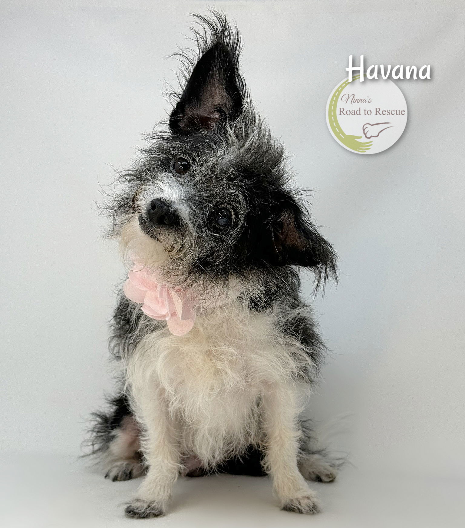 Havana, an adoptable Papillon, Jack Russell Terrier in Benton, LA, 71006 | Photo Image 2