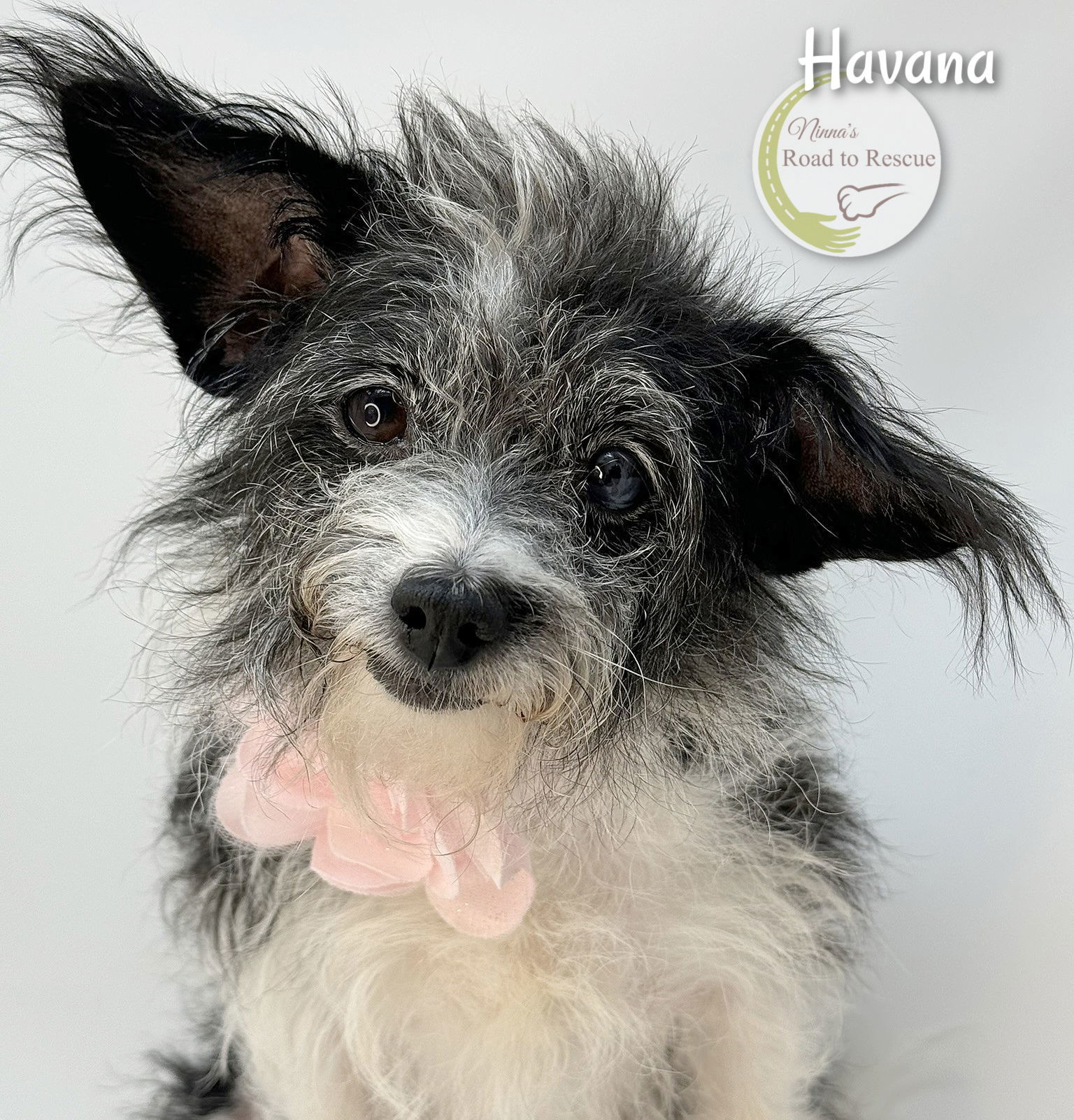 Havana, an adoptable Papillon, Jack Russell Terrier in Benton, LA, 71006 | Photo Image 3