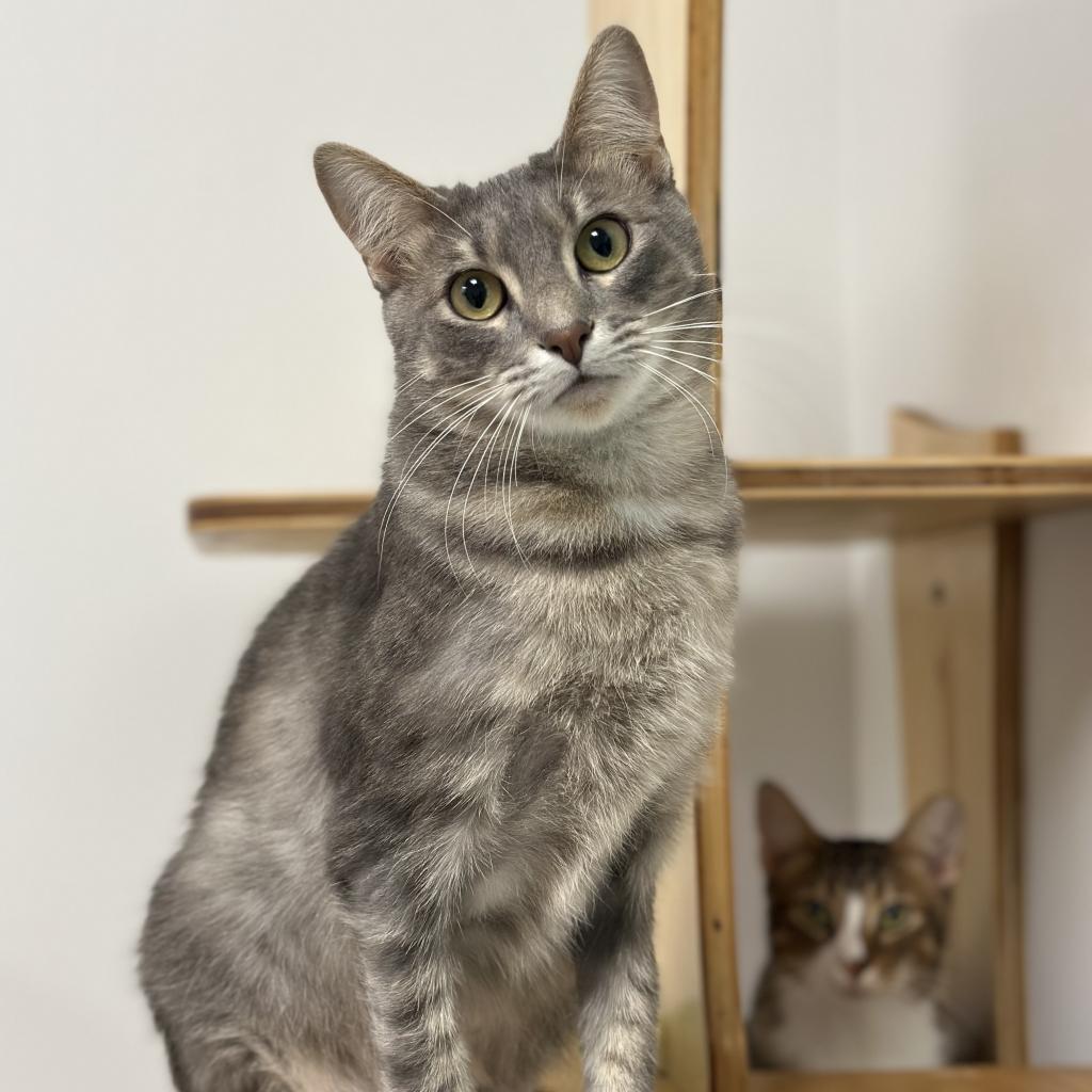 Henson, an adoptable Domestic Short Hair in Ponte Vedra Beach, FL, 32082 | Photo Image 1