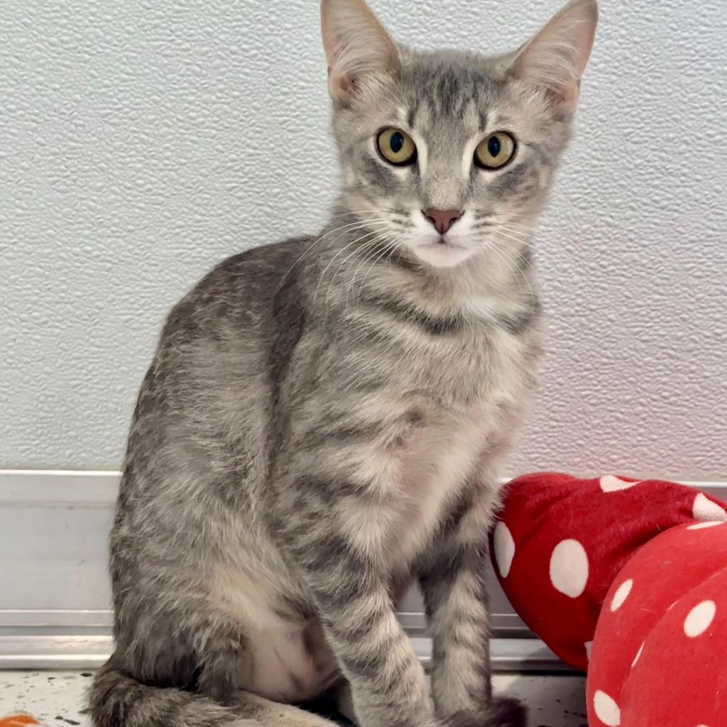 Henson, an adoptable Domestic Short Hair in Ponte Vedra Beach, FL, 32082 | Photo Image 3