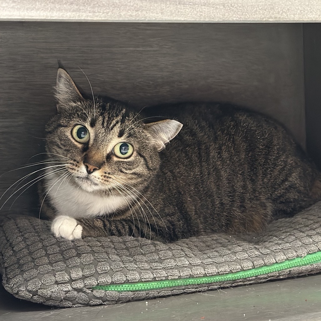 Juniper, an adoptable Domestic Short Hair in Ponte Vedra Beach, FL, 32082 | Photo Image 1