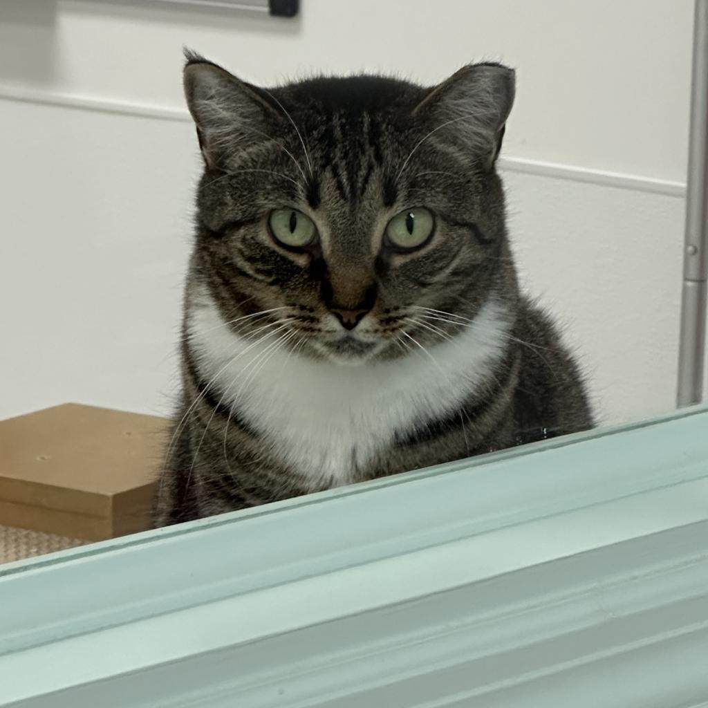 Juniper, an adoptable Domestic Short Hair in Ponte Vedra Beach, FL, 32082 | Photo Image 2