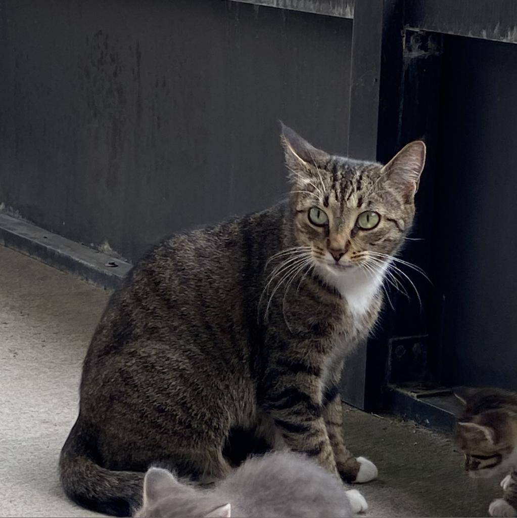 Juniper, an adoptable Domestic Short Hair in Ponte Vedra Beach, FL, 32082 | Photo Image 3