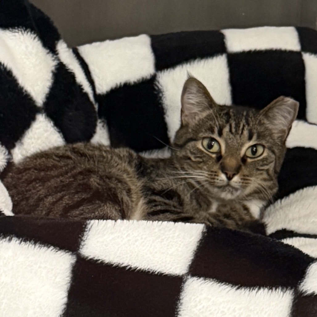 Juniper, an adoptable Domestic Short Hair in Ponte Vedra Beach, FL, 32082 | Photo Image 4