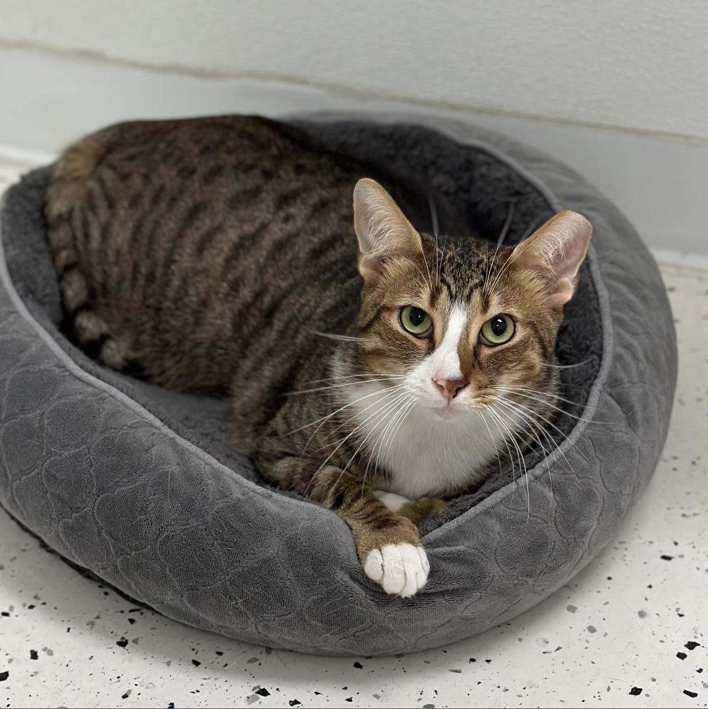 Harrison, an adoptable Domestic Short Hair in Ponte Vedra Beach, FL, 32082 | Photo Image 1