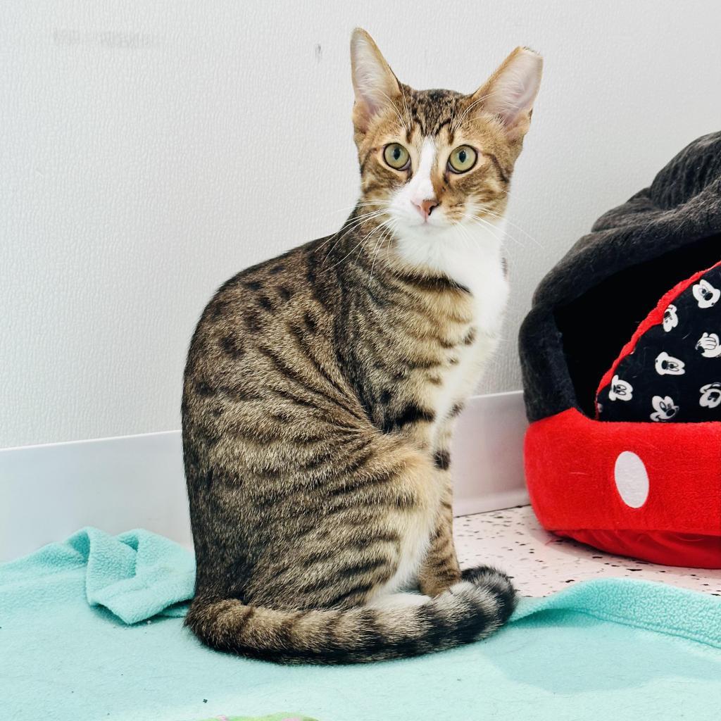 Harrison, an adoptable Domestic Short Hair in Ponte Vedra Beach, FL, 32082 | Photo Image 5