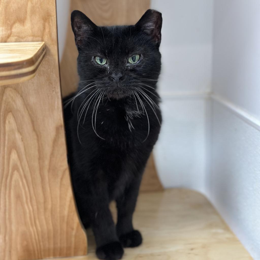 Esme, an adoptable Domestic Short Hair in Ponte Vedra Beach, FL, 32082 | Photo Image 1