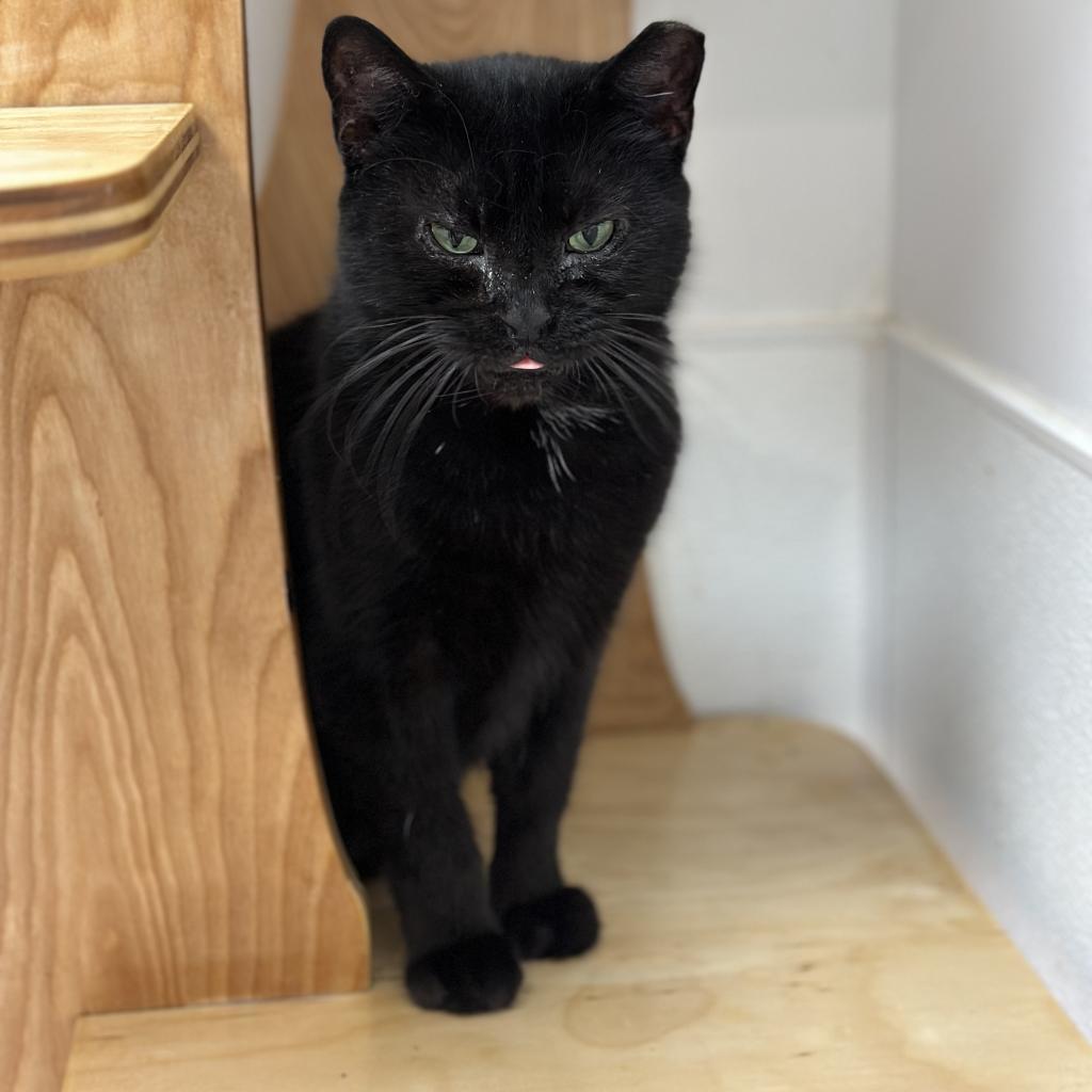 Esme, an adoptable Domestic Short Hair in Ponte Vedra Beach, FL, 32082 | Photo Image 3