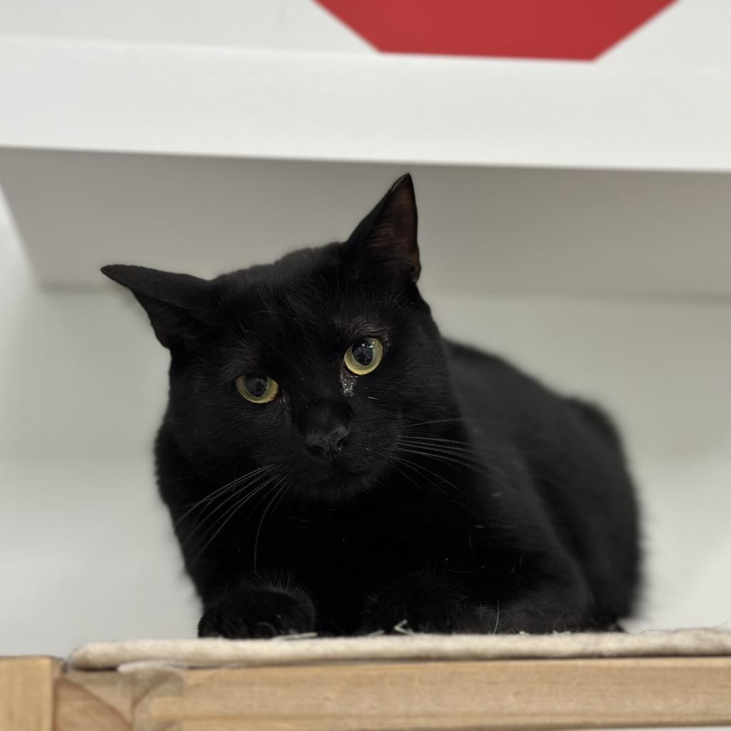 Peaky, an adoptable Domestic Short Hair in Ponte Vedra Beach, FL, 32082 | Photo Image 3