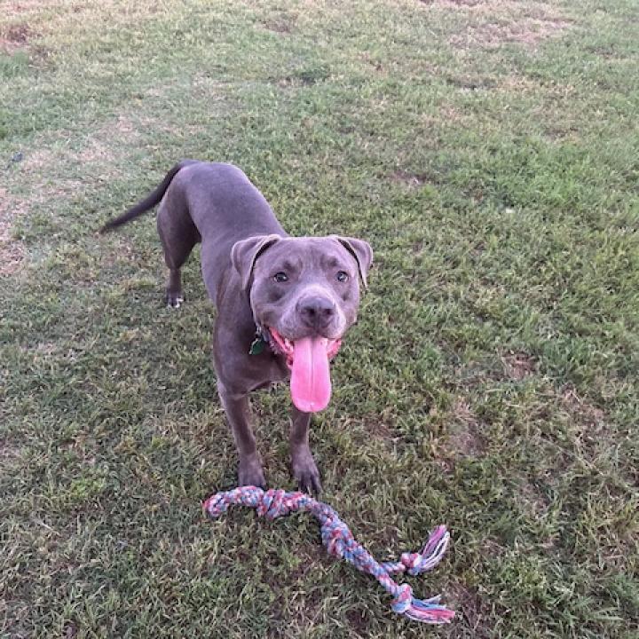 Rocko