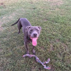 Rocko, Adult Male American Staffordshire Terrier