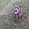 Rocko photo 2