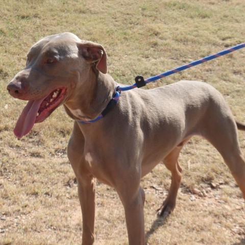 Hayes, an adoptable Doberman Pinscher in Kingman, KS, 67068 | Photo Image 1