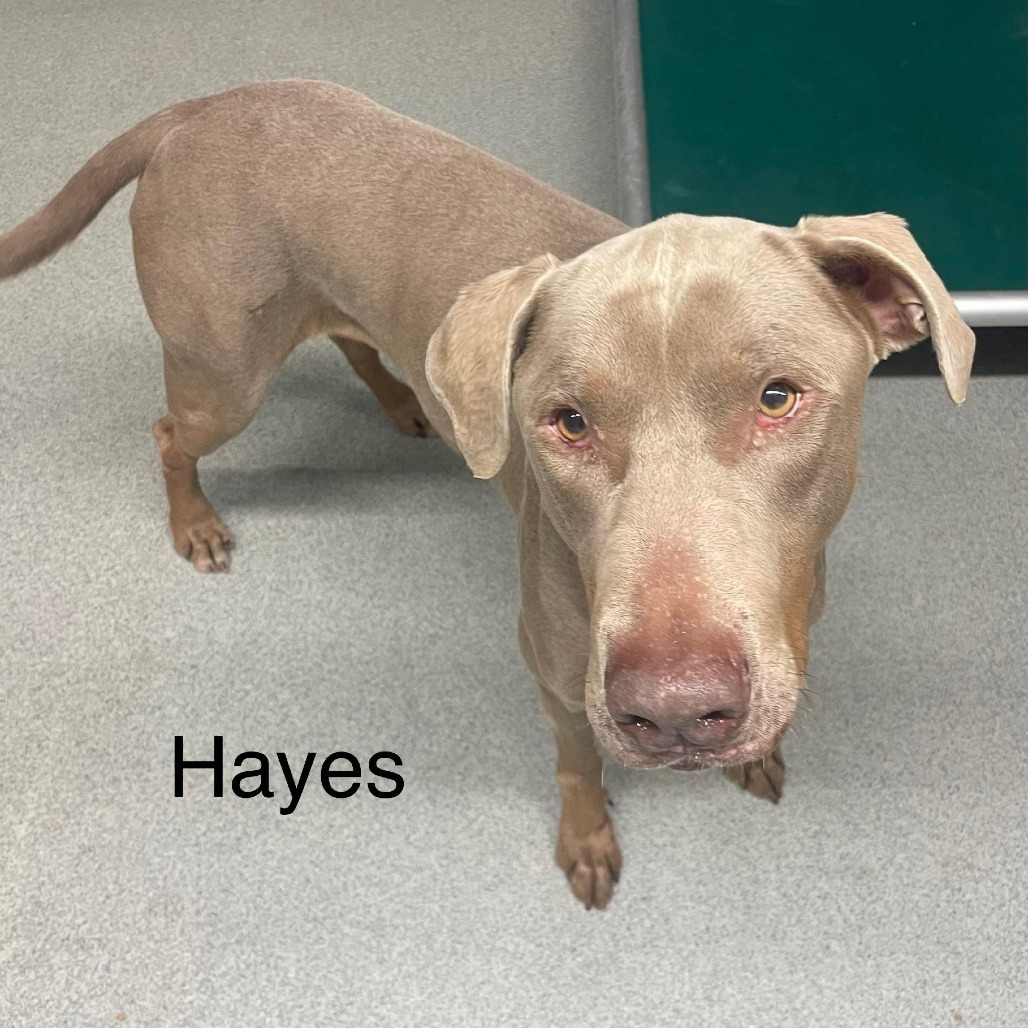 Hayes, an adoptable Doberman Pinscher in Kingman, KS, 67068 | Photo Image 1